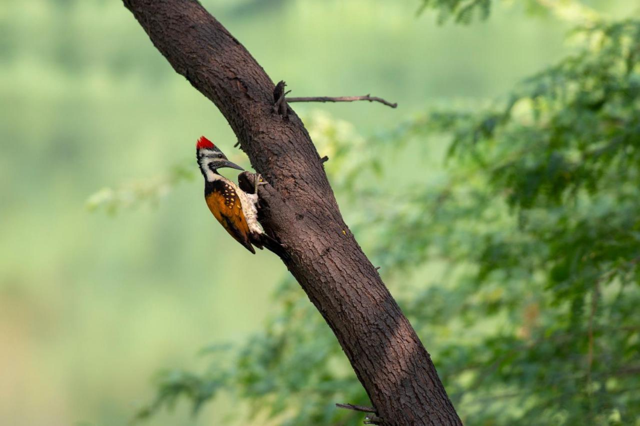 Dera Baghdarrah Nature Retreat อุเดเปอร์ ภายนอก รูปภาพ