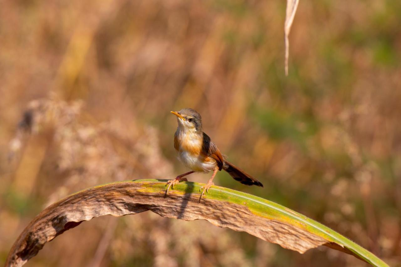 Dera Baghdarrah Nature Retreat อุเดเปอร์ ภายนอก รูปภาพ