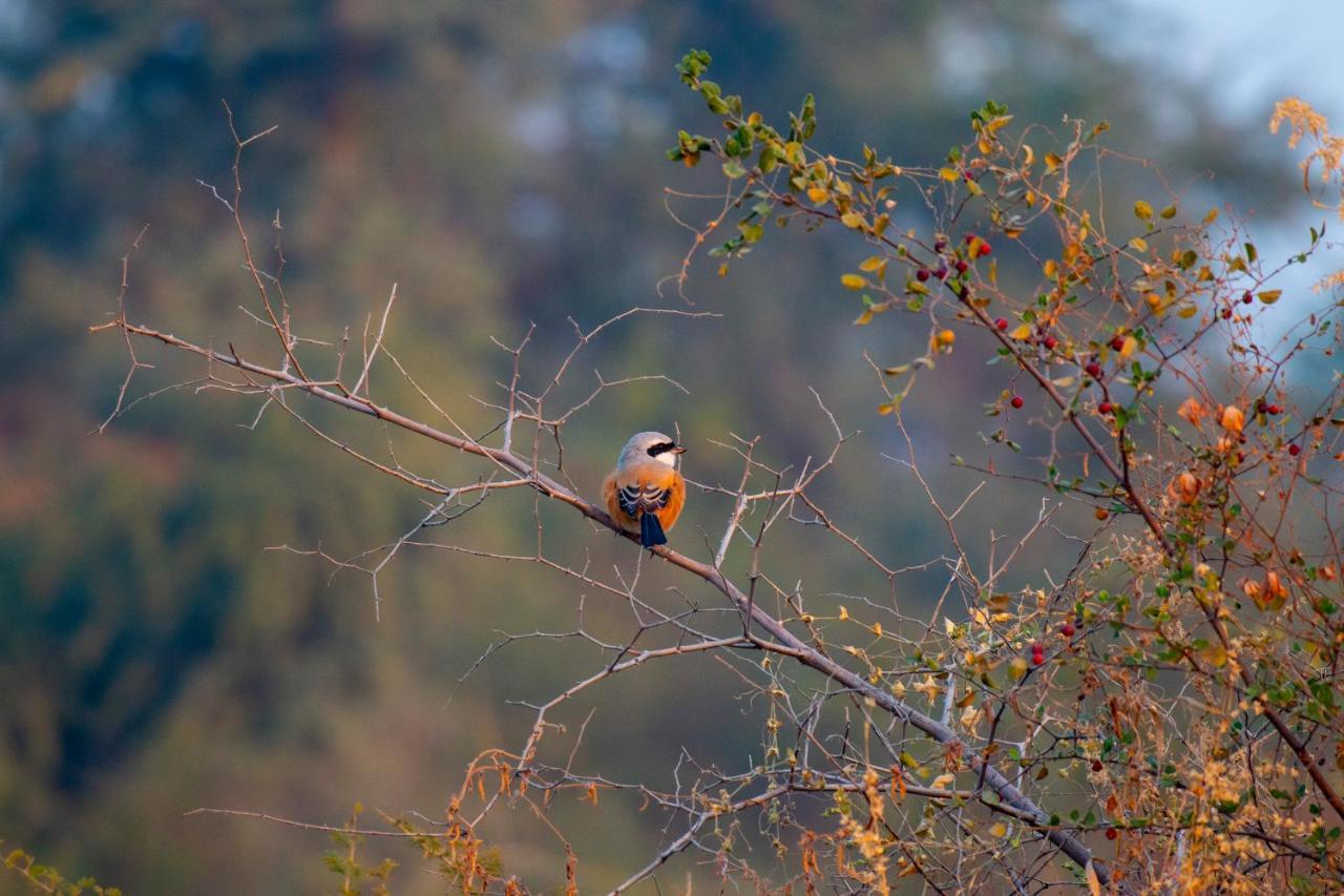 Dera Baghdarrah Nature Retreat อุเดเปอร์ ภายนอก รูปภาพ