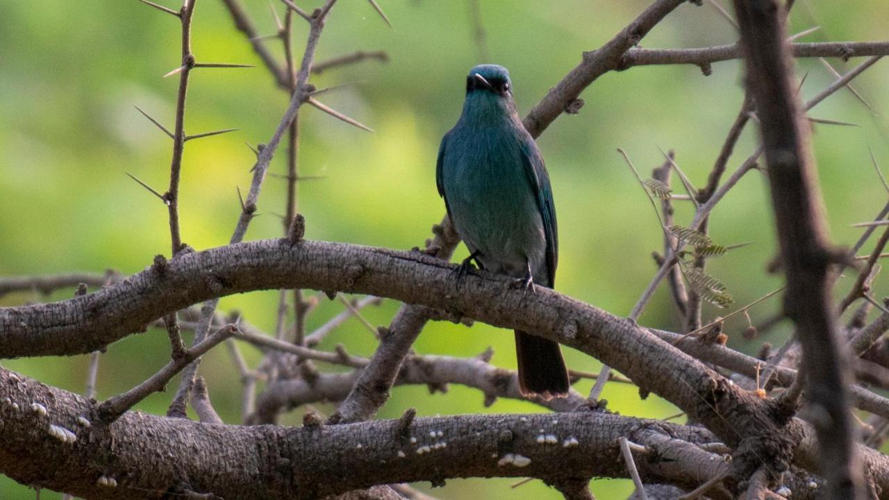 Dera Baghdarrah Nature Retreat อุเดเปอร์ ภายนอก รูปภาพ