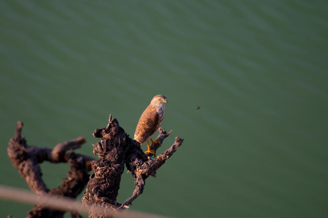 Dera Baghdarrah Nature Retreat อุเดเปอร์ ภายนอก รูปภาพ